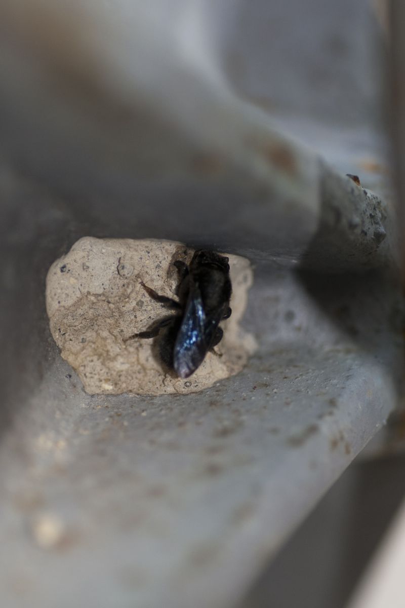 Ape solitaria muratrice e il suo nido. Chalicodoma parietina